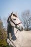 Entire PRE Pure Spanish Bred For sale 2022 Grey