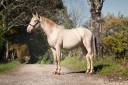 Entire PRE Pure Spanish Bred For sale 2022 Perlino