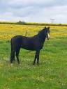 Stallion Arabian For sale 2018 Black
