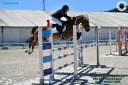 Gelding Connemara For sale 2011 Bay