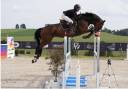 Gelding Hanoverian For sale 2014 Bay