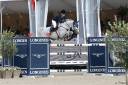 Broodmare sBs Belgian Warmblood For sale 2007 Bay