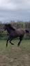 Mare Lusitano For sale 2022 Grey