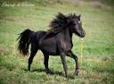 Colt Origin Recorded For sale 2023 Black