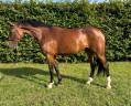 Mare Saddle Horse For sale 2017 Bay