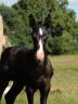 Colt Akhal Teke For sale 2024 Black