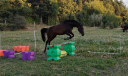 Mare Other Pony Breed For sale 2020 Dark Bay