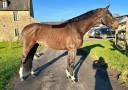 Gelding Selle Français For sale 2018 Bay
