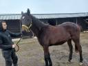 Filly Zangersheide For sale 2024 Dark Bay