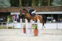 Gelding AES Anglo European Studbook For sale 2013 Bay