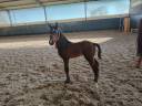 Colt Zangersheide For sale 2025 Bay