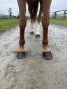 Gelding Selle Français For sale 2018 Chesnut