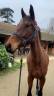 Gelding Thoroughbred For sale 2021 Dark Bay
