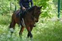 Gelding Thoroughbred For sale 2021 Dark Bay