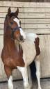 Filly Origin Recorded For sale 2023 Coloured