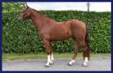 Gelding Zangersheide For sale 2018 Chesnut