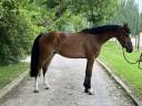 Gelding Zangersheide For sale 2018 Bay
