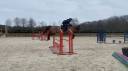 Broodmare Selle Français For sale 2014 Liver chestnut