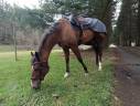 Mare Thoroughbred For sale 2020 Bay