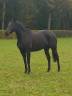Mare AQPS For sale 2017 Dark Bay