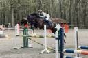 Gelding sBs Belgian Warmblood For sale 2014 Other color