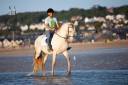 Gelding PRE Pure Spanish Bred For sale 2022 Cream