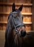 Gelding KWPN Dutch Warmblood For sale 2010 Bay