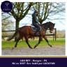 Gelding Thoroughbred For sale 2017 Bay