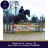 Gelding Thoroughbred For sale 2021 Grey