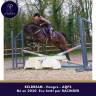 Gelding AQPS For sale 2020 Bay