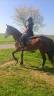 Mare French Trotter For sale 2021 Bay