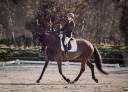 Mare Hanoverian For sale 2013 Black