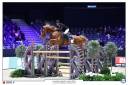 Gelding Selle Français For sale 2015 Chesnut