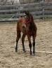 Gelding Selle Français For sale 2024 Bay