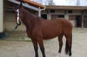 Gelding Selle Français For sale 2020 Bay