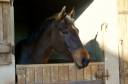Gelding KWPN Dutch Warmblood For sale 2020 Dark Bay