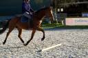Mare KWPN Dutch Warmblood For sale 2021 Bay