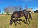 Mare English Thoroughbred For sale 2021 Dark Bay