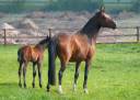 Broodmare Selle Français For sale 2013 Bay