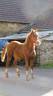Gelding New Forest For sale 2024 Chesnut