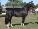 MILORD DES CHOUANS - Welsh Pony (Section D), Welsh Cob 2000 by RHON LYNDON