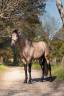 Nacar de lucia - PRE Pure Spanish Bred 2021 by golden de lydia