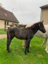 Colt Connemara For sale 2024 Grey
