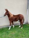 Gelding Selle Français For sale 2023 Chesnut