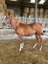 Gelding Selle Fran&ccedil;ais For sale 2023 Chesnut