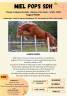 Miel Pops SDH - French Saddle Pony 2022 by Balthazar van de roshoeve