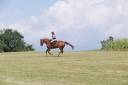 Mare KWPN Dutch Warmblood For sale 2012 Chesnut