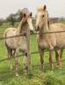 Colt French Saddle Pony For sale 2023 Coloured
