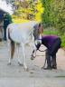 Gelding French Saddle Pony For sale 2023 Coloured