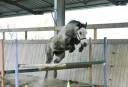 Mare Connemara For sale 2018 Grey